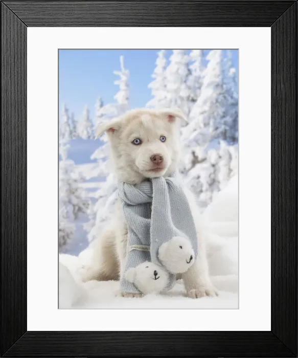 Framed Print : Picture No. 12019921 Framed Print : Picture No. 12019921