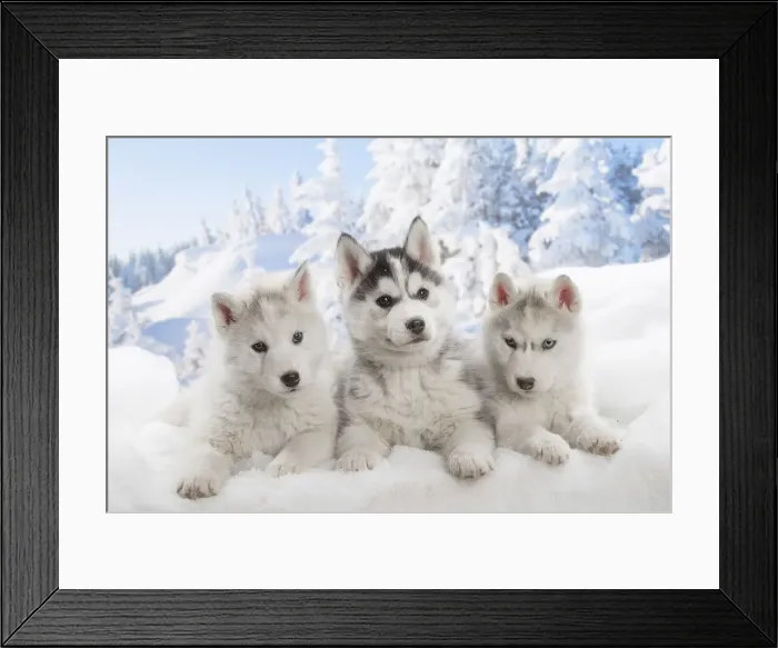 Framed Print : Picture No. 12019925 Framed Print : Picture No. 12019925