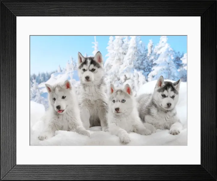 Framed Print : Picture No. 12019926