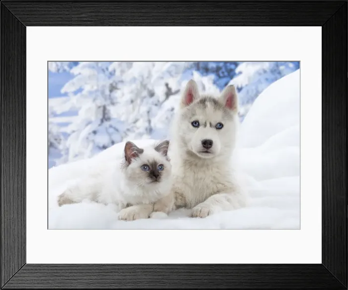 Framed Print : Picture No. 12019928 Framed Print : Picture No. 12019928