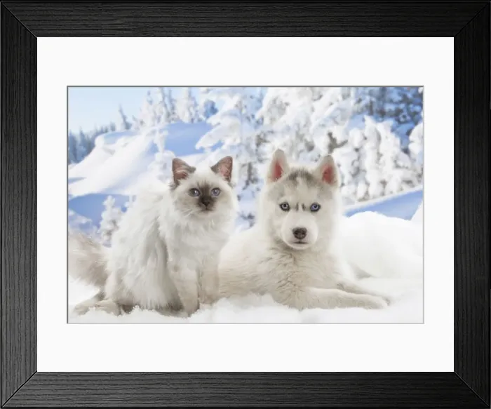 Framed Print : Picture No. 12019929 Framed Print : Picture No. 12019929