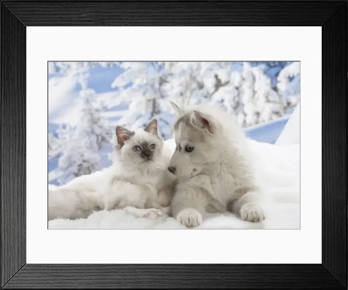 Framed Print : Picture No. 12019930 Framed Print : Picture No. 12019930