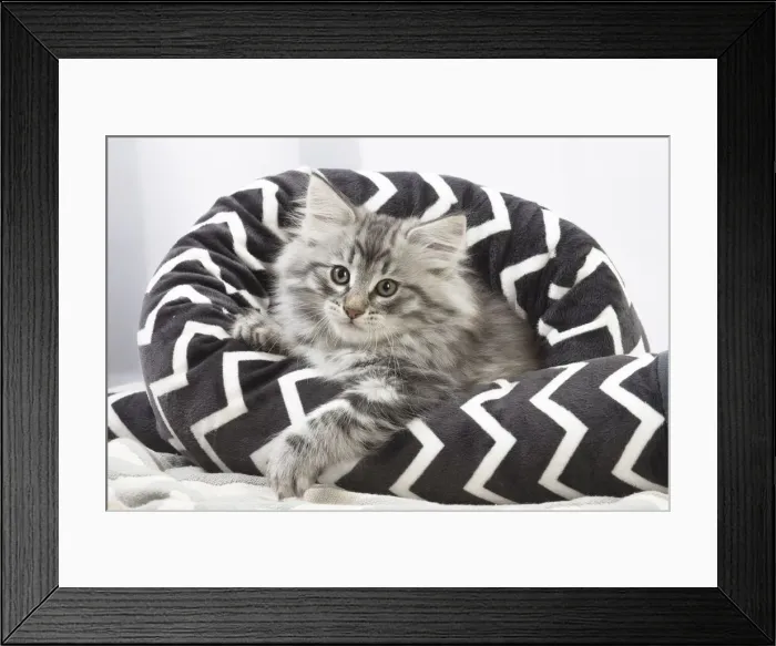 Framed Print : Picture No. 12020058 Framed Print : Picture No. 12020058