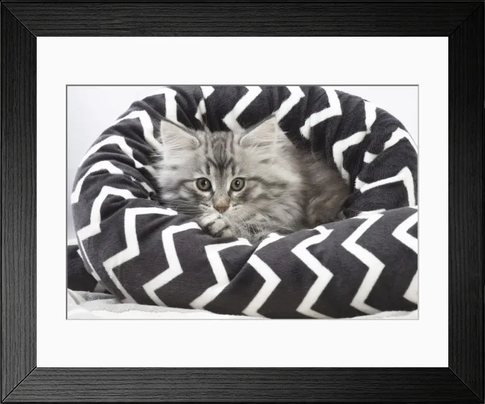 Framed Print : Picture No. 12020059 Framed Print : Picture No. 12020059