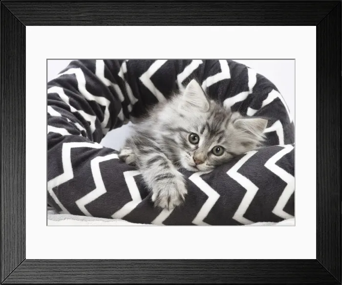 Framed Print : Picture No. 12020060 Framed Print : Picture No. 12020060