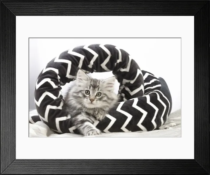 Framed Print : Picture No. 12020061 Framed Print : Picture No. 12020061