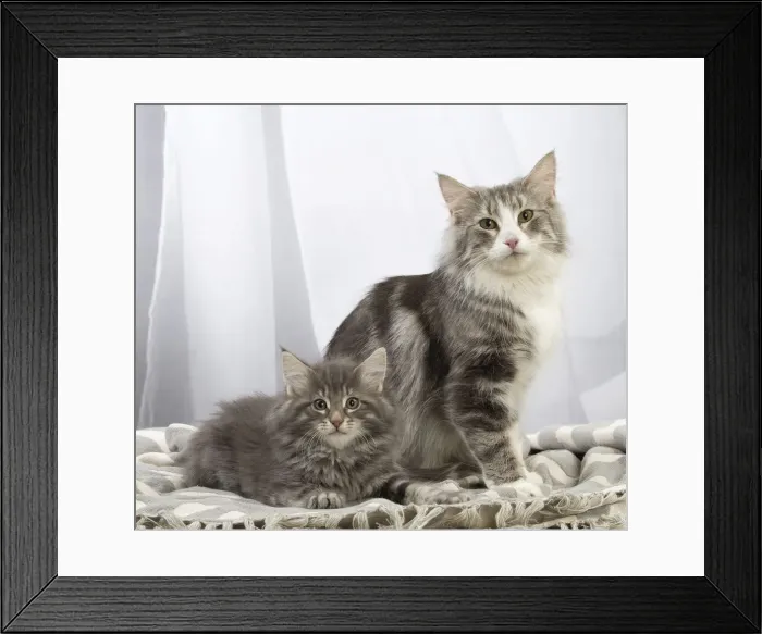 Framed Print : Picture No. 12020062 Framed Print : Picture No. 12020062