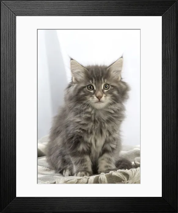 Framed Print : Picture No. 12020063 Framed Print : Picture No. 12020063