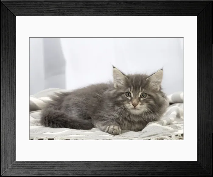 Framed Print : Picture No. 12020064 Framed Print : Picture No. 12020064