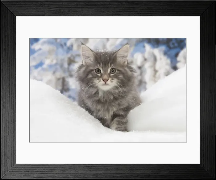 Framed Print : Picture No. 12020066 Framed Print : Picture No. 12020066