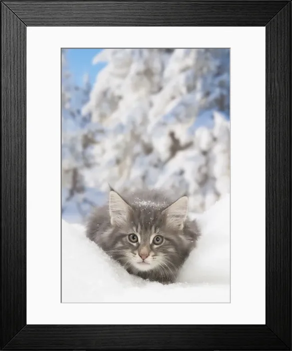 Framed Print : Picture No. 12020067 Framed Print : Picture No. 12020067