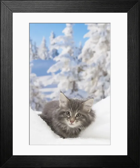Framed Print : Picture No. 12020068 Framed Print : Picture No. 12020068
