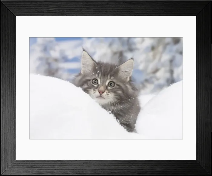 Framed Print : Picture No. 12020069 Framed Print : Picture No. 12020069