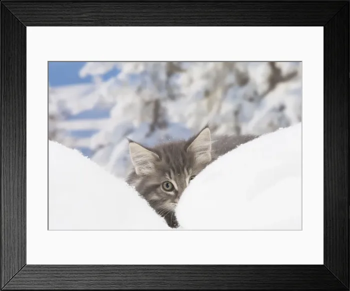 Framed Print : Picture No. 12020070 Framed Print : Picture No. 12020070