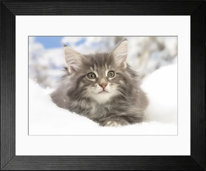 Framed Print : Picture No. 12020074 Framed Print : Picture No. 12020074