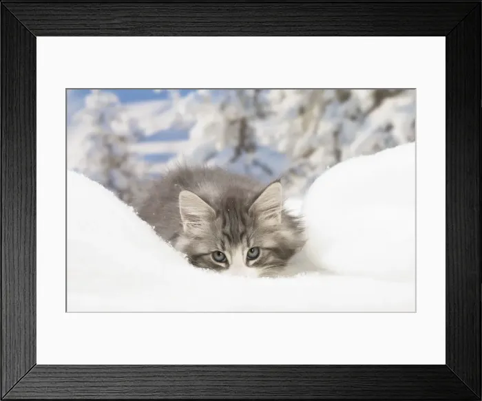 Framed Print : Picture No. 12020075 Framed Print : Picture No. 12020075
