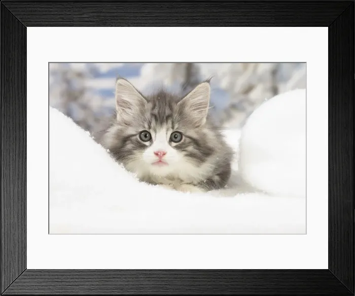 Framed Print : Picture No. 12020076 Framed Print : Picture No. 12020076