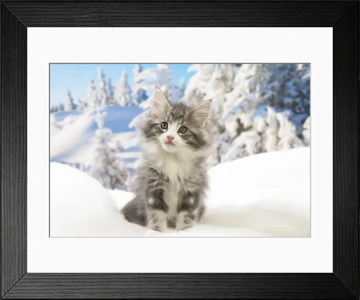 Framed Print : Picture No. 12020077 Framed Print : Picture No. 12020077