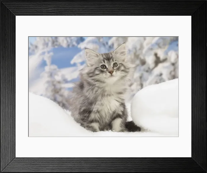 Framed Print : Picture No. 12020078 Framed Print : Picture No. 12020078