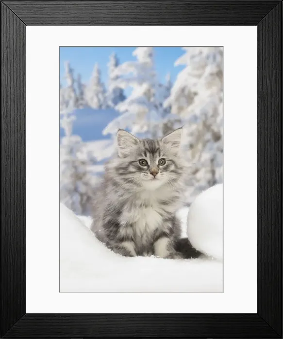 Framed Print : Picture No. 12020079 Framed Print : Picture No. 12020079