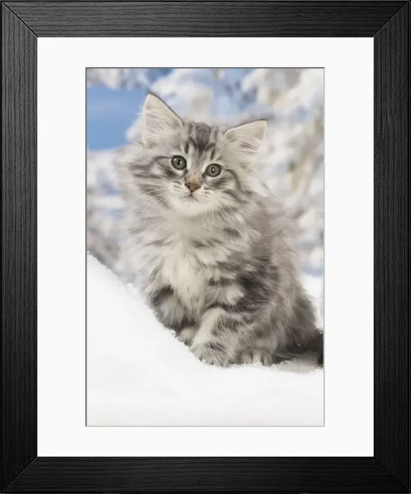 Framed Print : Picture No. 12020080 Framed Print : Picture No. 12020080
