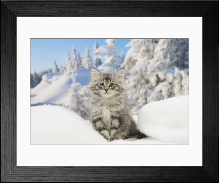 Framed Print : Picture No. 12020081 Framed Print : Picture No. 12020081