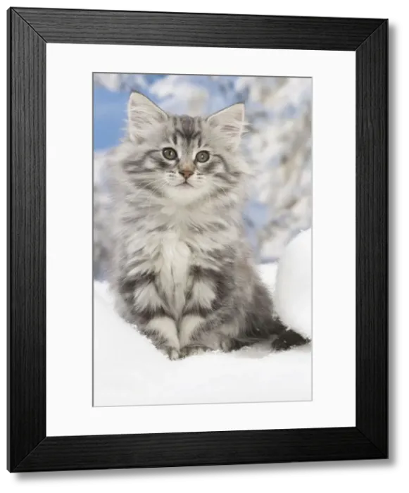 Framed Print : Picture No. 12020082 Framed Print : Picture No. 12020082