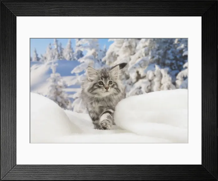Framed Print : Picture No. 12020084 Framed Print : Picture No. 12020084