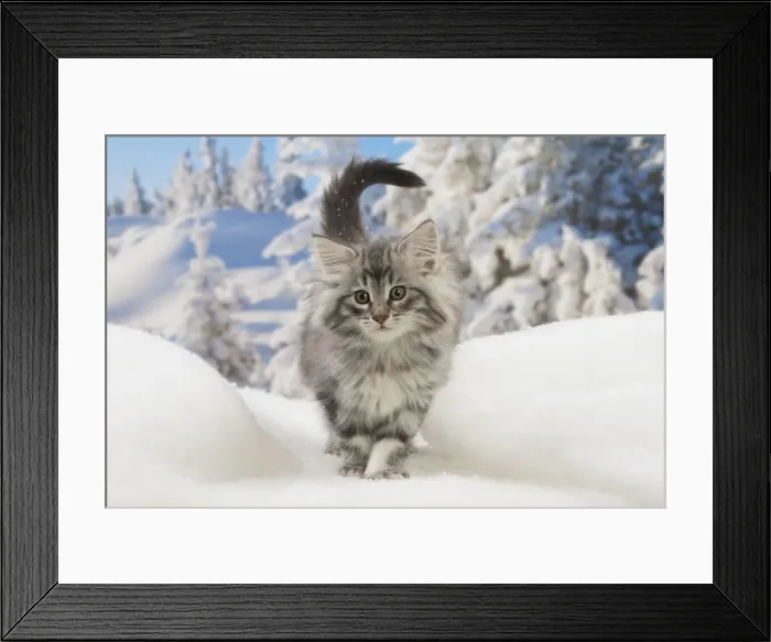 Framed Print : Picture No. 12020085 Framed Print : Picture No. 12020085