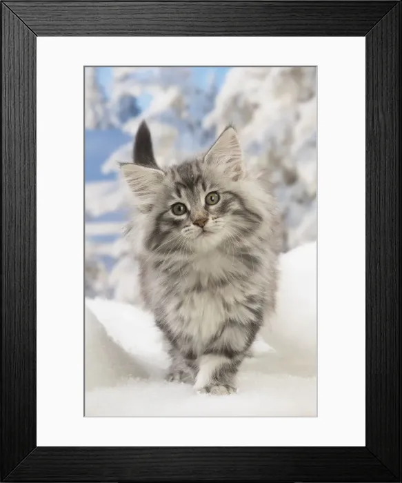 Framed Print : Picture No. 12020086 Framed Print : Picture No. 12020086