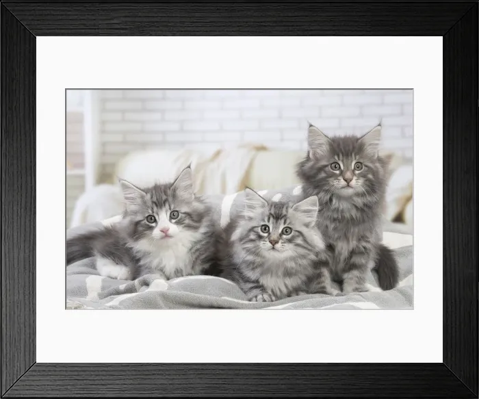 Framed Print : Picture No. 12020088 Framed Print : Picture No. 12020088