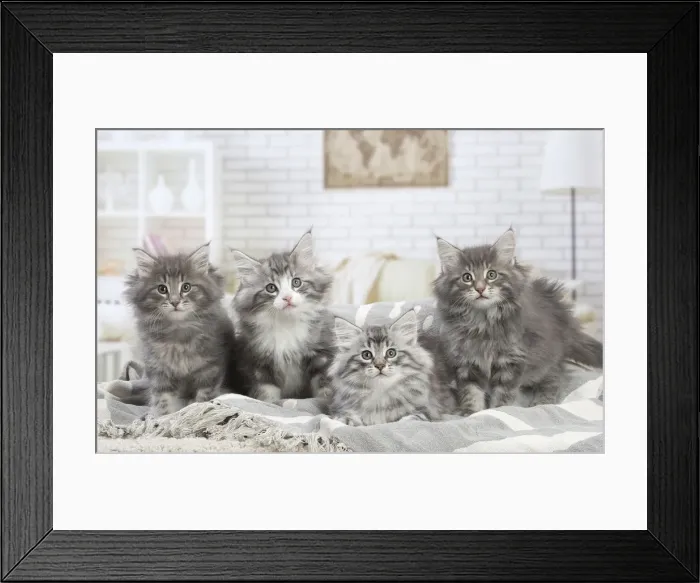 Framed Print : Picture No. 12020090 Framed Print : Picture No. 12020090