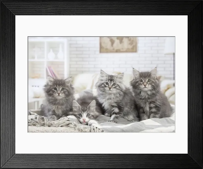 Framed Print : Picture No. 12020091 Framed Print : Picture No. 12020091