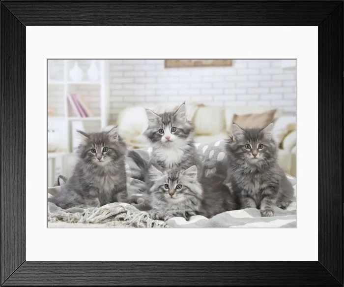 Framed Print : Picture No. 12020092 Framed Print : Picture No. 12020092