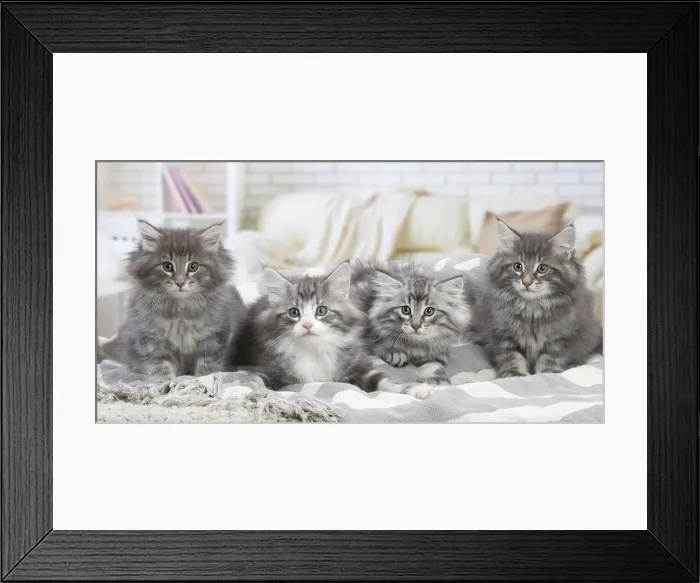 Framed Print : Picture No. 12020093 Framed Print : Picture No. 12020093