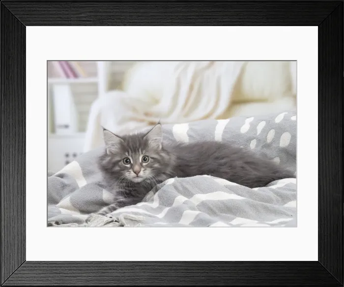 Framed Print : Picture No. 12020094 Framed Print : Picture No. 12020094