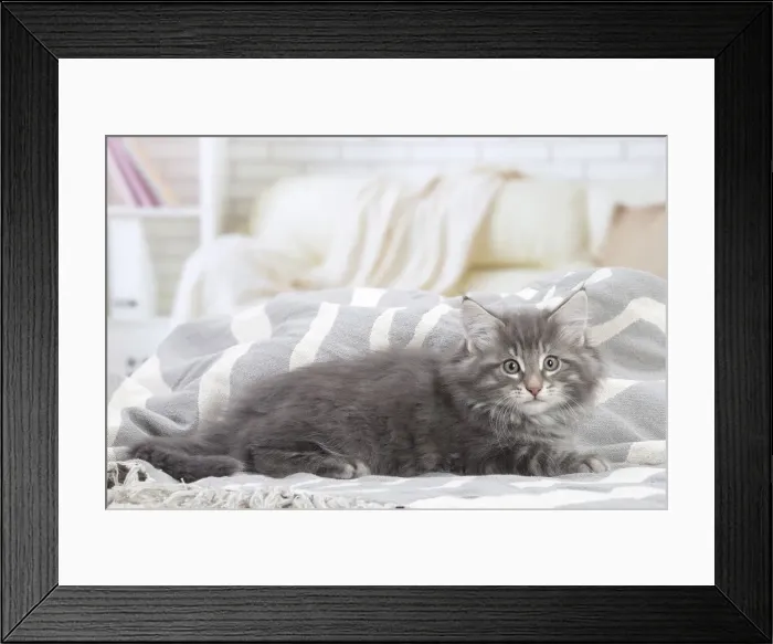 Framed Print : Picture No. 12020095 Framed Print : Picture No. 12020095