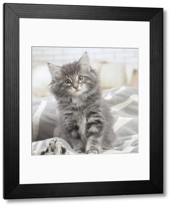 Framed Print : Picture No. 12020096 Framed Print : Picture No. 12020096