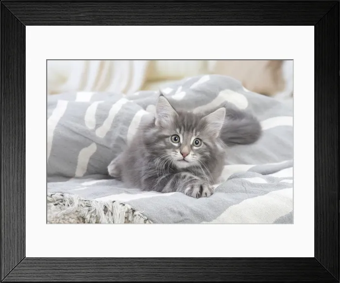 Framed Print : Picture No. 12020097 Framed Print : Picture No. 12020097