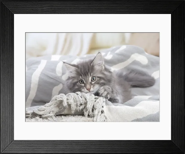 Framed Print : Picture No. 12020098 Framed Print : Picture No. 12020098