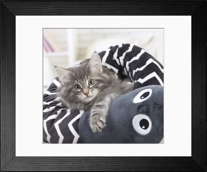 Framed Print : Picture No. 12020099 Framed Print : Picture No. 12020099