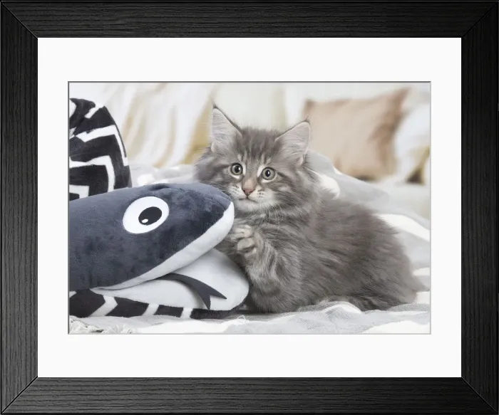 Framed Print : Picture No. 12020101 Framed Print : Picture No. 12020101