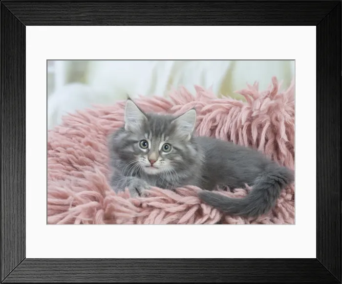 Framed Print : Picture No. 12020102 Framed Print : Picture No. 12020102