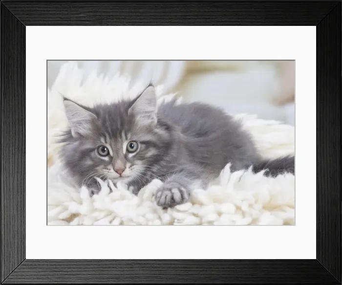 Framed Print : Picture No. 12020104 Framed Print : Picture No. 12020104