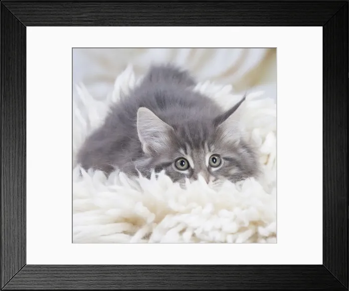 Framed Print : Picture No. 12020105 Framed Print : Picture No. 12020105