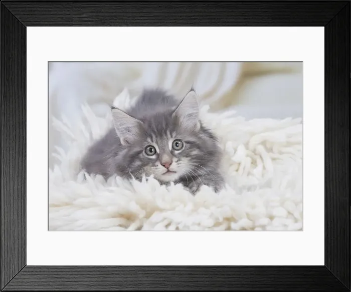 Framed Print : Picture No. 12020106 Framed Print : Picture No. 12020106