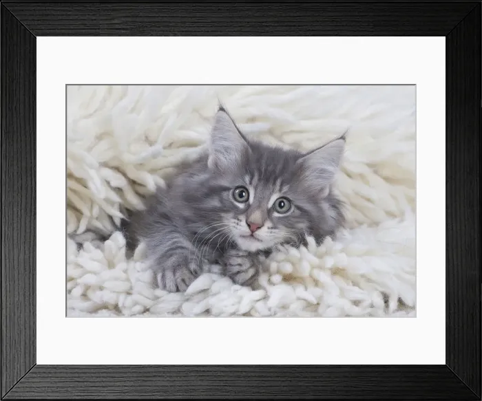 Framed Print : Picture No. 12020109 Framed Print : Picture No. 12020109