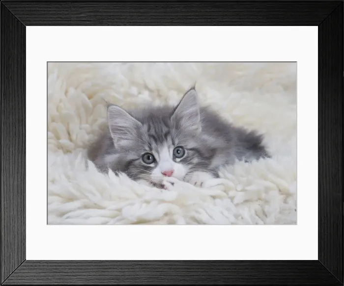 Framed Print : Picture No. 12020110 Framed Print : Picture No. 12020110
