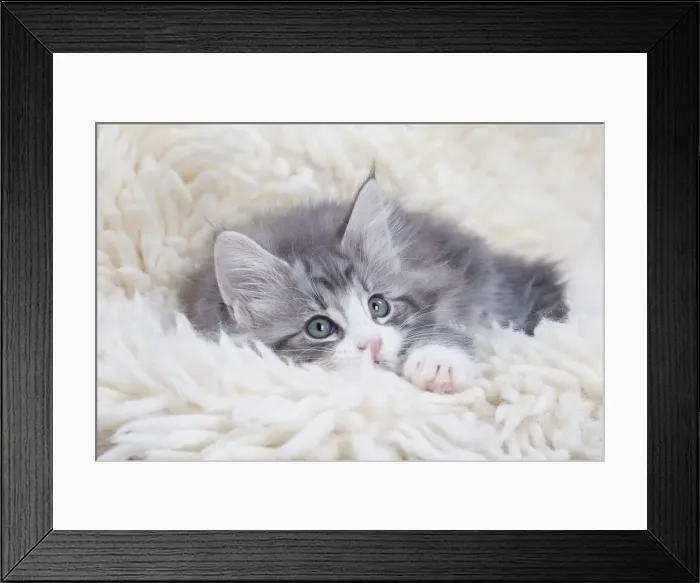 Framed Print : Picture No. 12020111 Framed Print : Picture No. 12020111