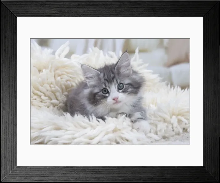 Framed Print : Picture No. 12020112 Framed Print : Picture No. 12020112
